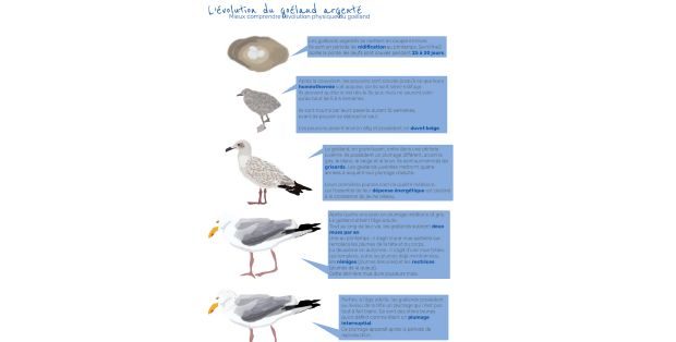 Panneaux expliquant les phases de croissance du goéland argenté