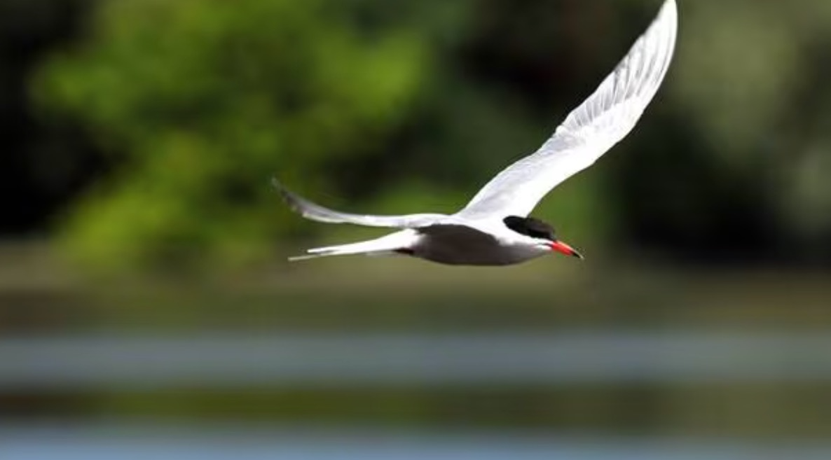 Image © Michel Mattei - PNR LOIRE ANJOU TOURAINE